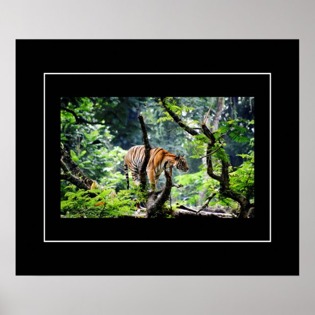 Poster-Tiger Poster (Vorne)