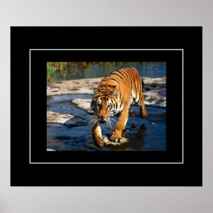 Poster-Tiger Poster