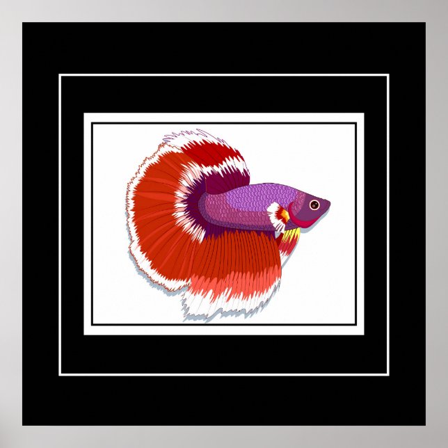 Poster-Tropischer Fisch Poster (Vorne)