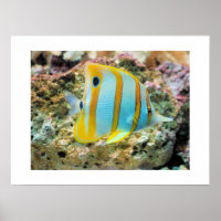 Poster-Tropischer Fisch
