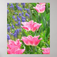 Poster, Tulipa "Pink Fountain" Tulip und Hyazinthe