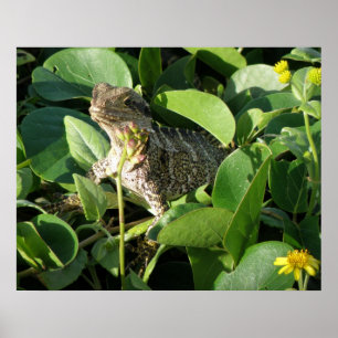 Poster Versteckter Drache Eidechse Australien ZIZZ