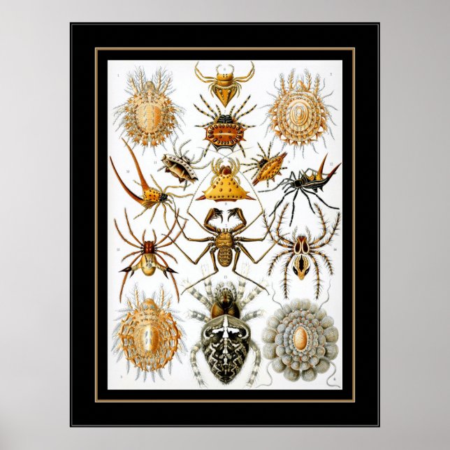 Poster Vintag Artist Ernst Haeckel Arachnida (Vorne)