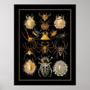 Poster Vintag Artist Ernst Haeckel Arachnida