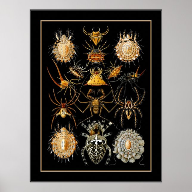 Poster Vintag Artist Ernst Haeckel Arachnida (Vorne)