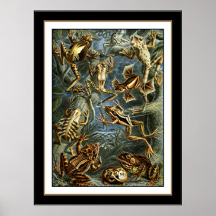 Poster Vintag Artist Ernst Haeckel Batrachia