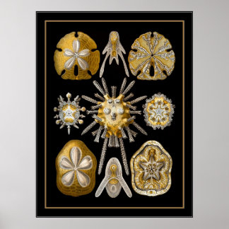 Poster Vintag Artist Ernst Haeckel Echinoidea