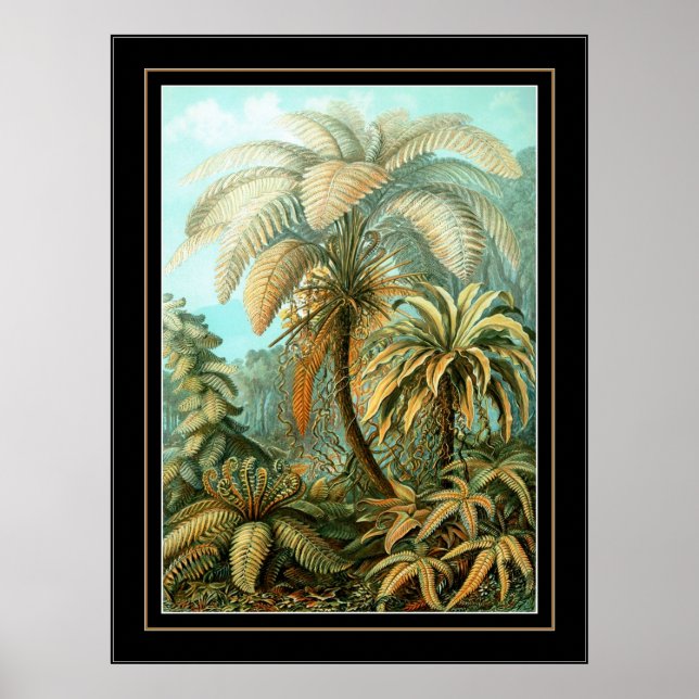 Poster Vintag Artist Ernst Haeckel Filicinae (Vorne)