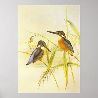 Poster Vintag Kingfisher Birds