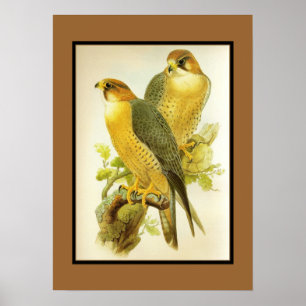Poster Vintag Peregrine Falcon Birds