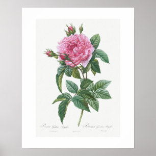 POSTER: VINTAGE BOTANISCHE "GALLIISCHE ROSE": REDO POSTER