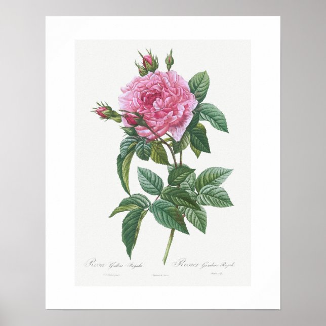 POSTER: VINTAGE BOTANISCHE "GALLIISCHE ROSE": REDO POSTER (Vorne)