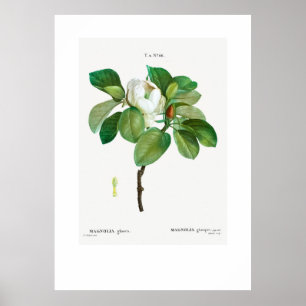 POSTER: VINTAGE BOTANISCHE "MAGNOLIA" REDOUTÉ POSTER