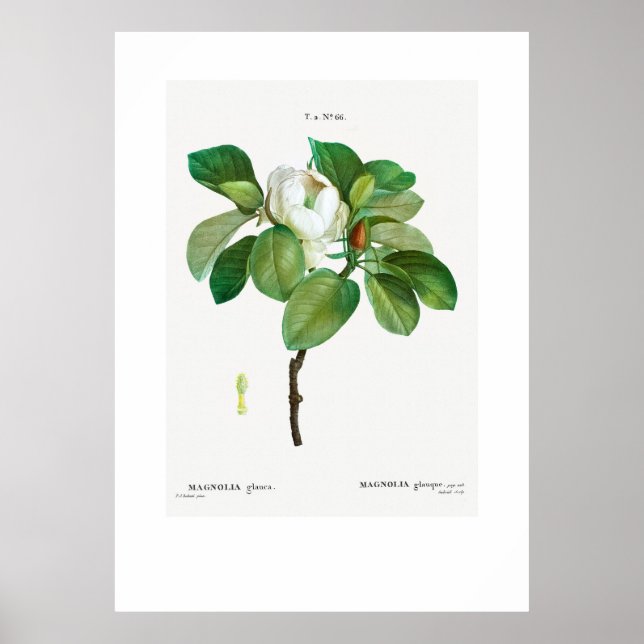 POSTER: VINTAGE BOTANISCHE "MAGNOLIA" REDOUTÉ POSTER (Vorne)