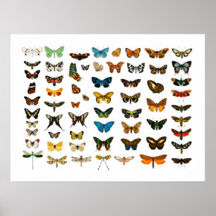 POSTER: VINTAGE BUTTERFLY CHART POSTER