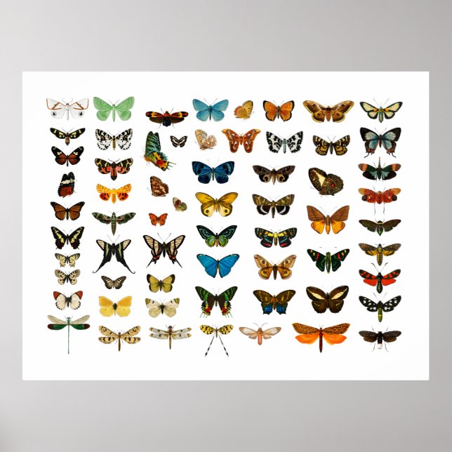 POSTER: VINTAGE BUTTERFLY CHART POSTER (Vorne)