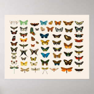 Poster: Vintage BUTTERFLY-CHARTA Poster