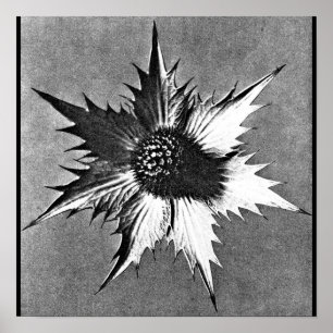 Poster-Vintage Fotografie-Karl Blossfeldt 27 Poster