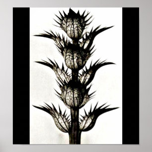 Poster-Vintage Fotografie-Karl Blossfeldt 39 Poster