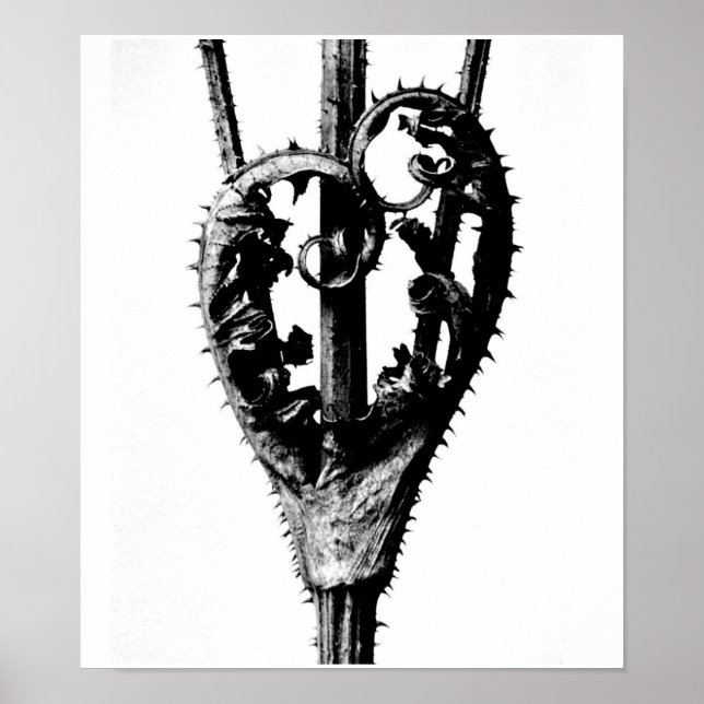 Poster-Vintage Fotografie-Karl Blossfeldt 46 Poster (Vorne)