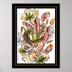 Poster Vintage Künstler Ernst Haeckel Nepenthaceae
