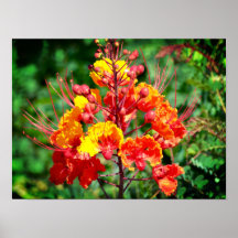 Poster vom Mexikanischen Bird of Paradise