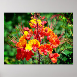 Poster vom Mexikanischen Bird of Paradise