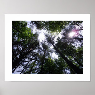 Poster von Bäumen in einem Wald.