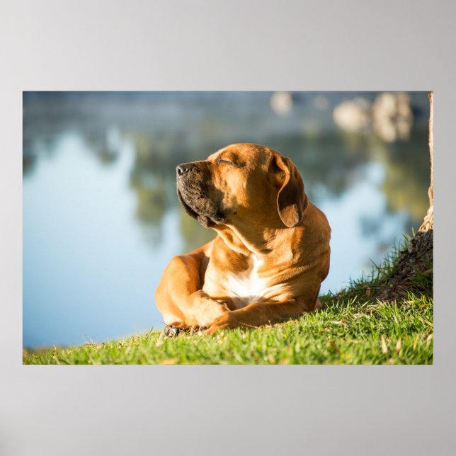Poster von Boerboel Hund (Vorne)