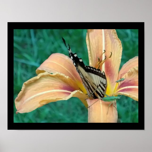 Poster von Grasshoppers & Schmetterling in einer T (Vorne)