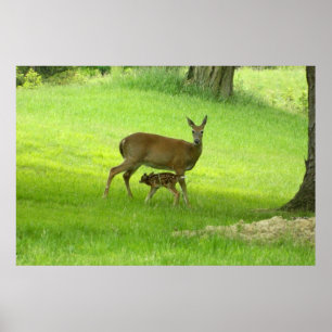 Poster von WhiteTail Deer (Doe and Fawn)