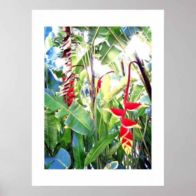 Poster weiß (18" x 24") Die Roten Blume Bali (Vorne)