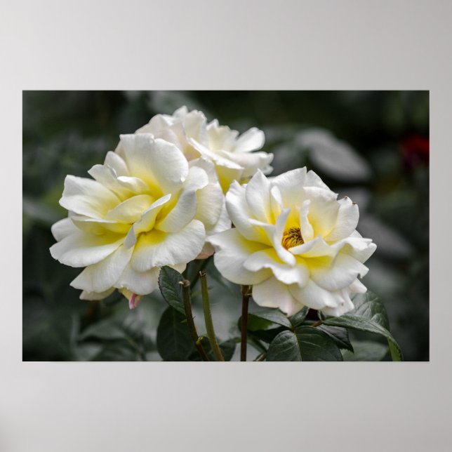Poster Weiße Rose Fotografie (Vorne)