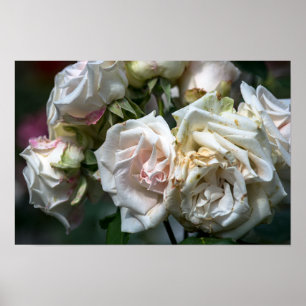 Poster Weiße Rosen in Blüte Fotografie