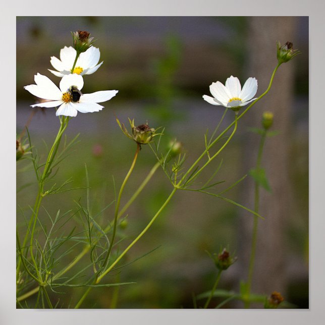 Poster Weiße Wildblumen (Vorne)