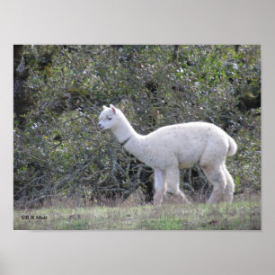 Poster - Weißes Alpaca