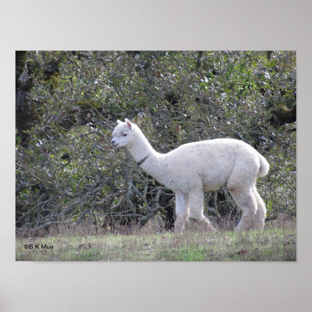 Poster - Weißes Alpaca (Vorne)