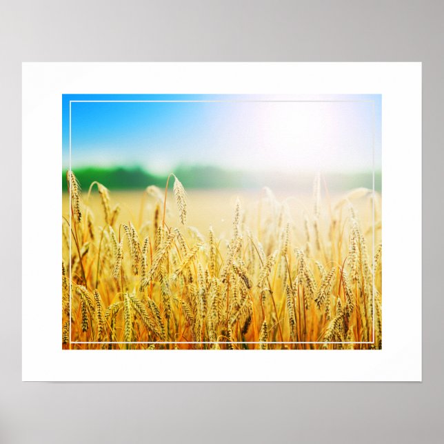 Poster-Weizen Poster (Vorne)