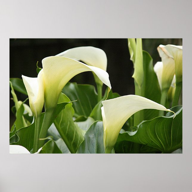 Poster, WHITE CALLA LILIES_ Horiz # 1 Poster (Vorne)