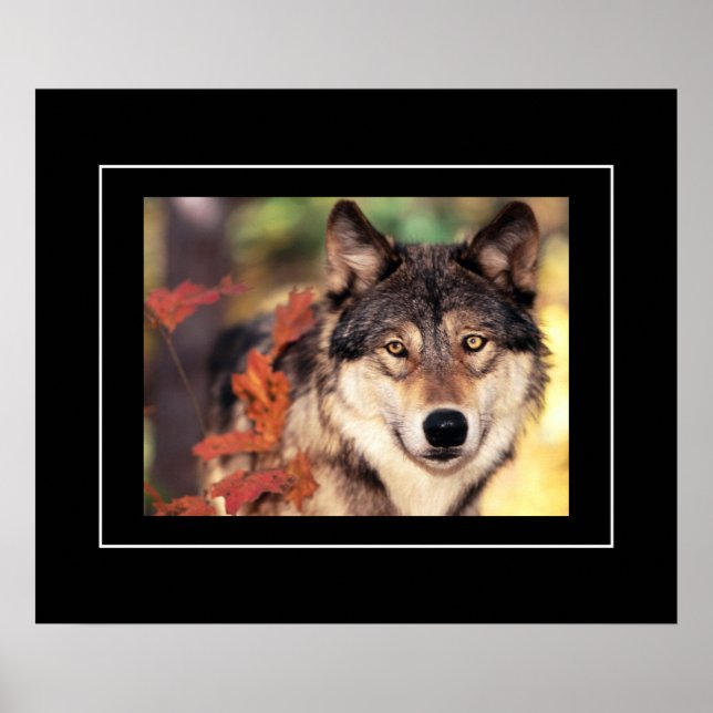 Poster-Wolf Poster (Vorne)
