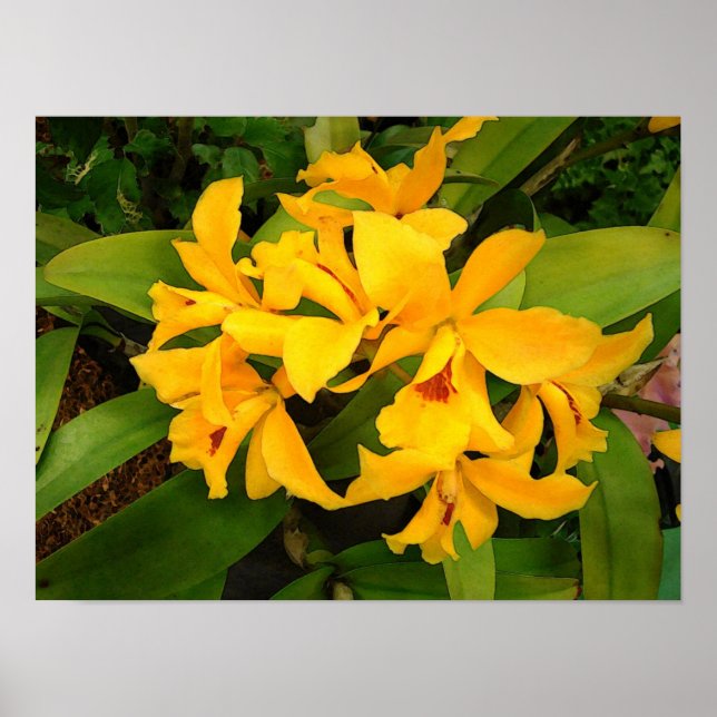 Poster: Yellow Orchid Group Poster (Vorne)