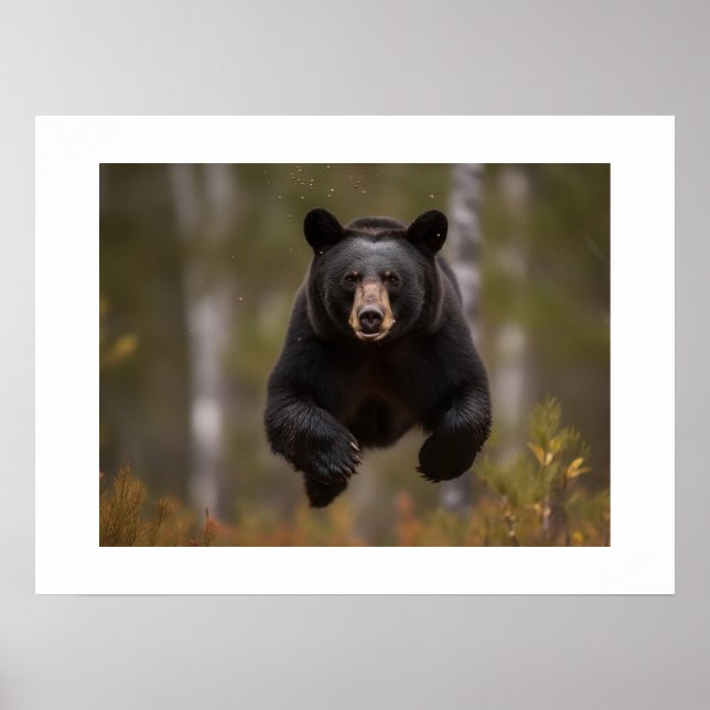 Poster Yellowstone-Bär  (Vorne)