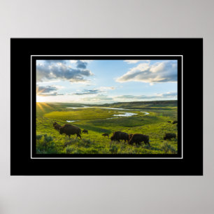 Poster Yellowstone Buffalo