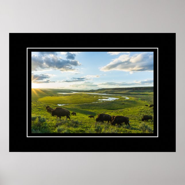Poster Yellowstone Buffalo (Vorne)