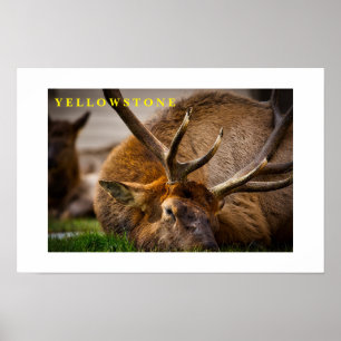 Poster Yellowstone Elch