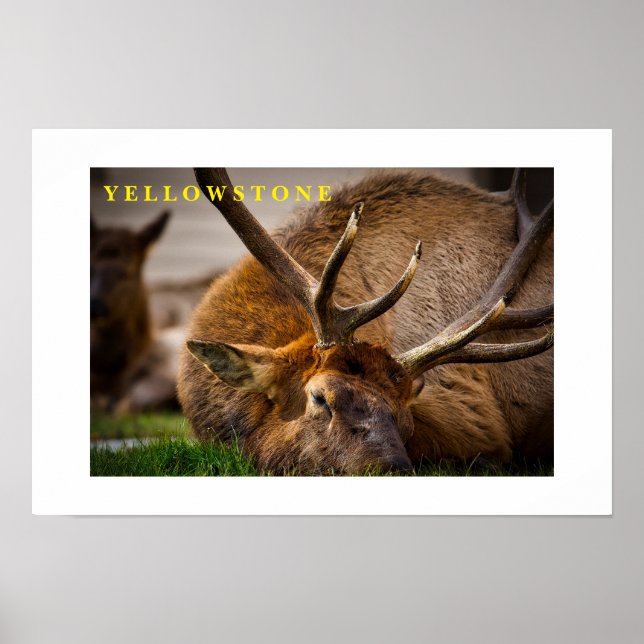 Poster Yellowstone Elch (Vorne)