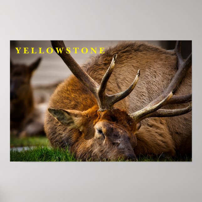 Poster Yellowstone Elch (Vorne)