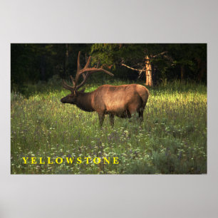 Poster Yellowstone Elch