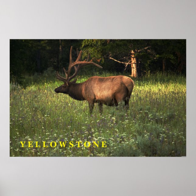 Poster Yellowstone Elch (Vorne)
