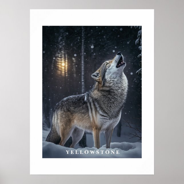 Poster Yellowstone Wolf (Vorne)